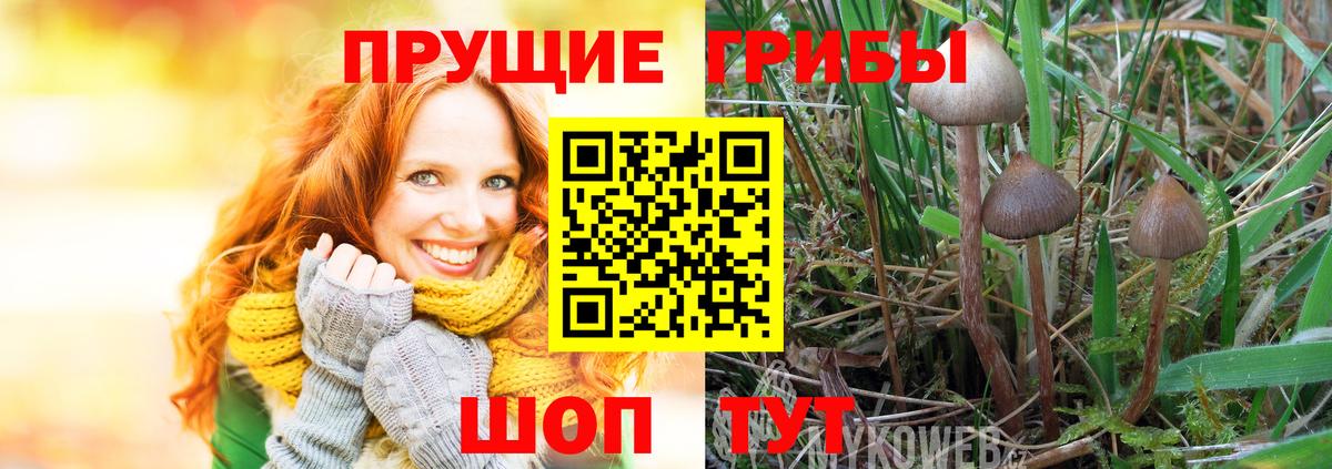 Псилоцибиновые грибы Psilocybine cubensis  Псилоцибиновые грибы мицелий  Вход с VPN  Сергиев Посад 